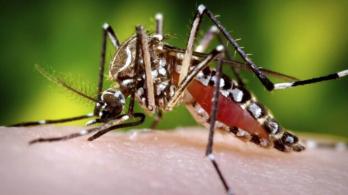 dengue-1.jpg