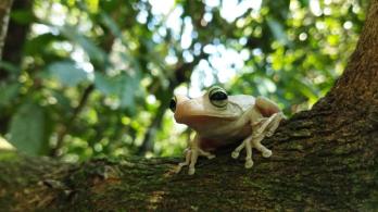 fauna-silvestre.jpg
