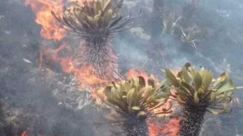 incendio-laguna-de-tota.jpg