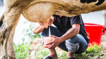 man-milking-cow.jpg
