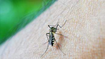 mosquito-malaria.jpg
