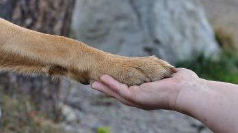 paw-548634_1280.jpg