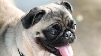 pug-2316809_1920.jpg