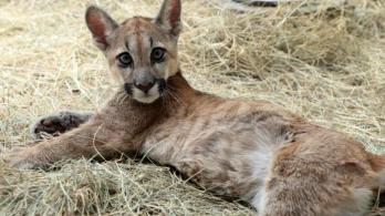 puma-intacutao-en-Bogota-se-recupera.jpg