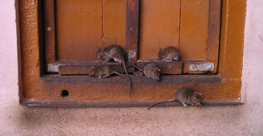 Plaga de ratas en Bogotá. / Foto: Pixabay.