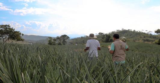 Restitución de tierras