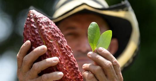 Cacao en el Putumayo