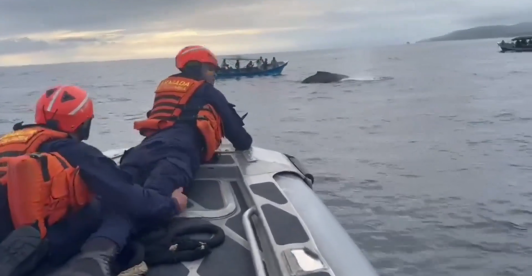 Imágenes del rescate de la segunda ballena en el parque Bahía Solano.