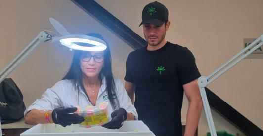 Colombia aumenta a 12 países la exportación de cannabis. / Foto: Instituto Colombiano Agropecuario.