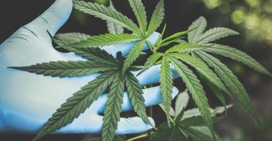 Representación de la legalización en el uso del cannabis.