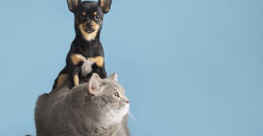 Mascotas no pueden ser embargadas según la Corte Constitucional