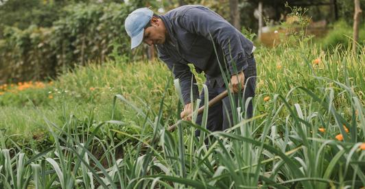 Gobierno destina más de $54.130 millones para subsidios en seguros a familias campesinas