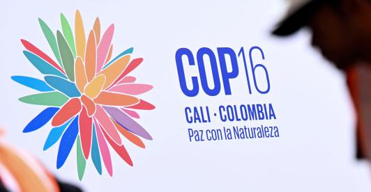 COP 16