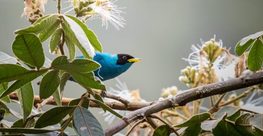 Biodiversidad