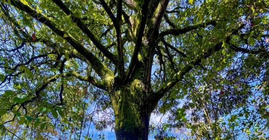 Árbol de 200 años en la reserva Thomas van der Hammen