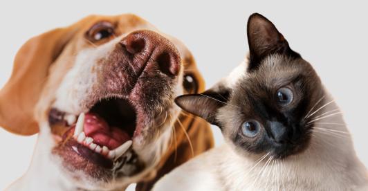 Corte Constitucional prohíbe la mutilación estética en animales
