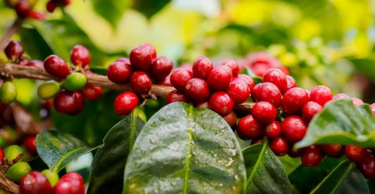Huila, el epicentro del café colombiano. /Foto: Cortesía.