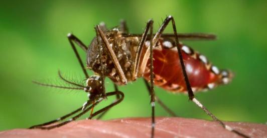 Alerta en Cundinamarca por brote de fiebre amarilla: confirman 20 muertes en la región