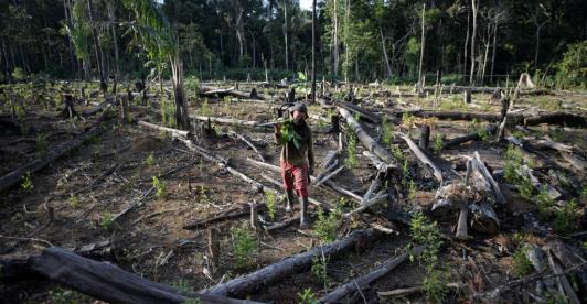 Bosque deforestado.