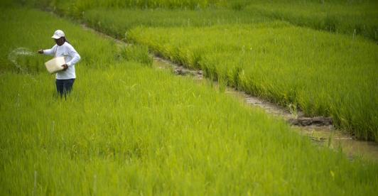 Cultivador de arroz.