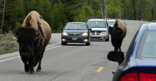 Bisontes de Yellowstone.