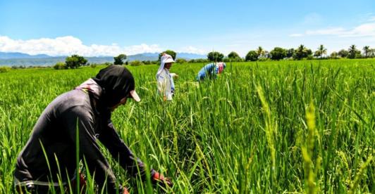 Gremio arrocero entra en diálogo con el Gobierno. / Foto: X MinAgricultura.