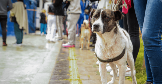 Los animales son seres sintientes y no cosas: Corte Constitucional