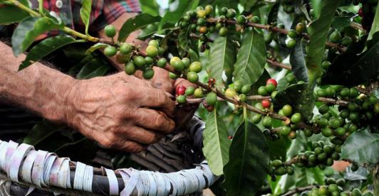 Caficultores recogiendo café