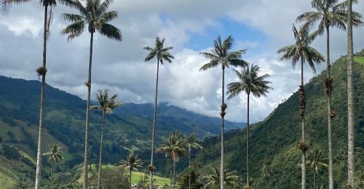 Valle del Cocorá. / Foto: ProColombia.