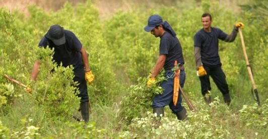 sustitución de cultivos ilícitos en Nariño