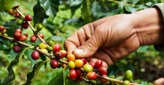 Colombia logra la mayor producción cafetera en tres décadas