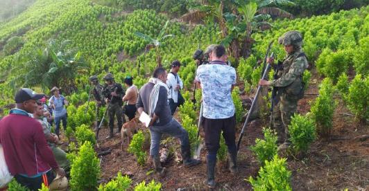 Brigada Móvil N.37 destruye 2 semilleros ilegales con cocaína y desactiva artefacto explosivo en