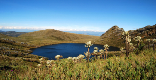 Laguna y frailejones en el Parque Nacional Natural Chingaza