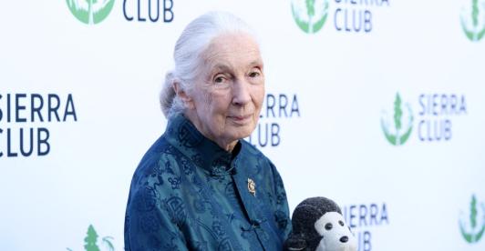 Jane Goodall. / Foto: AFP.