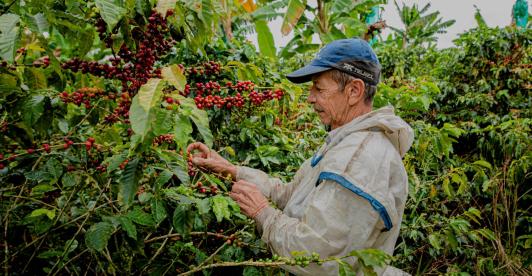 Productos como el café y la acuicultura lideran el crecimiento del agro que, entre enero y septiembre de 2025, superó el promedio nacional con un 4,1%. 