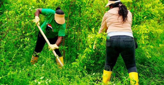 Consejos comunitarios Tumaco pactan erradicación voluntaria de coca.