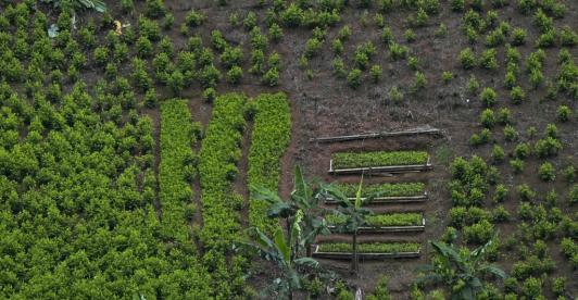 Monitoreo de la ONU ha sobreestimado cultivos coca hasta un 901 %.