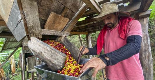 Café lidera el crecimiento en exportaciones en 2025 y supera a los combustibles 