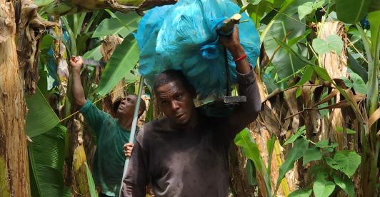 En 2025, la agroindustria en Colombia creció 31%.