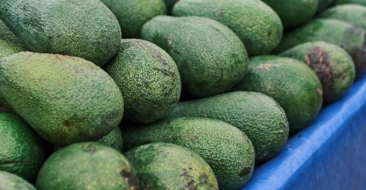 Exportaciones de aguacate hass colombiano se disparan 45,7% 