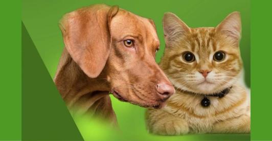 programa-nacional-esterilizacion-gatos-perros