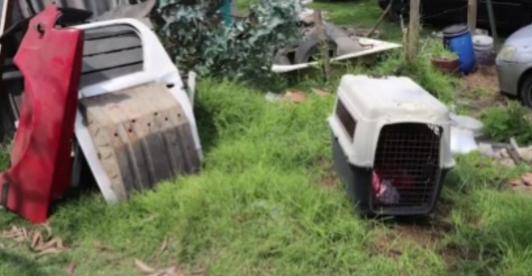 Cae red de pelea de perros. / Foto: Captura de video.