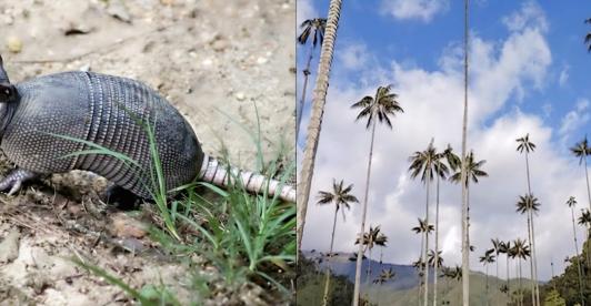 Tráfico ilegal de fauna en Semana Santa: Alerta del Ministerio de Ambiente