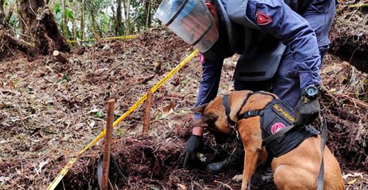 77 veredas en Caquetá quedaron libres de sospecha de minas antipersona tras desminado del Ejército