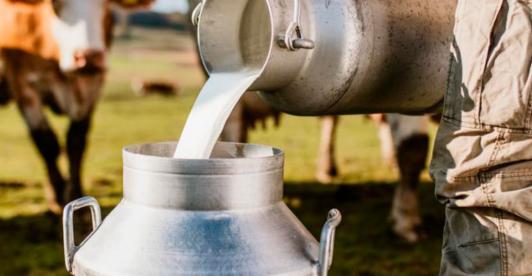 Sector lechero en Colombia. / Foto: Asoleche.