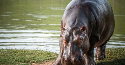 Hipopótamo. / Foto: MinAmbiente.