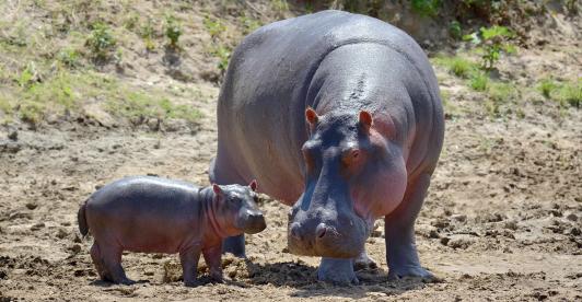 MinAmbiente presenta solicitud a India para avanzar en el traslado de hipopótamos desde Colombia