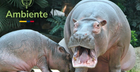 Hipopótamos MinAmbiente 