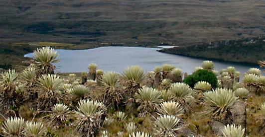 Parque Natural Sumapaz. / Foto: Parque Natural Sumapaz.