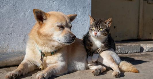 UE prohíbe cortar orejas y colas: una ley histórica cambia para siempre la vida de millones de mascotas